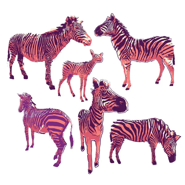Графічна колекція зебр в яскравих кольорах, намальованих в техніці грубої щітки — стоковий вектор