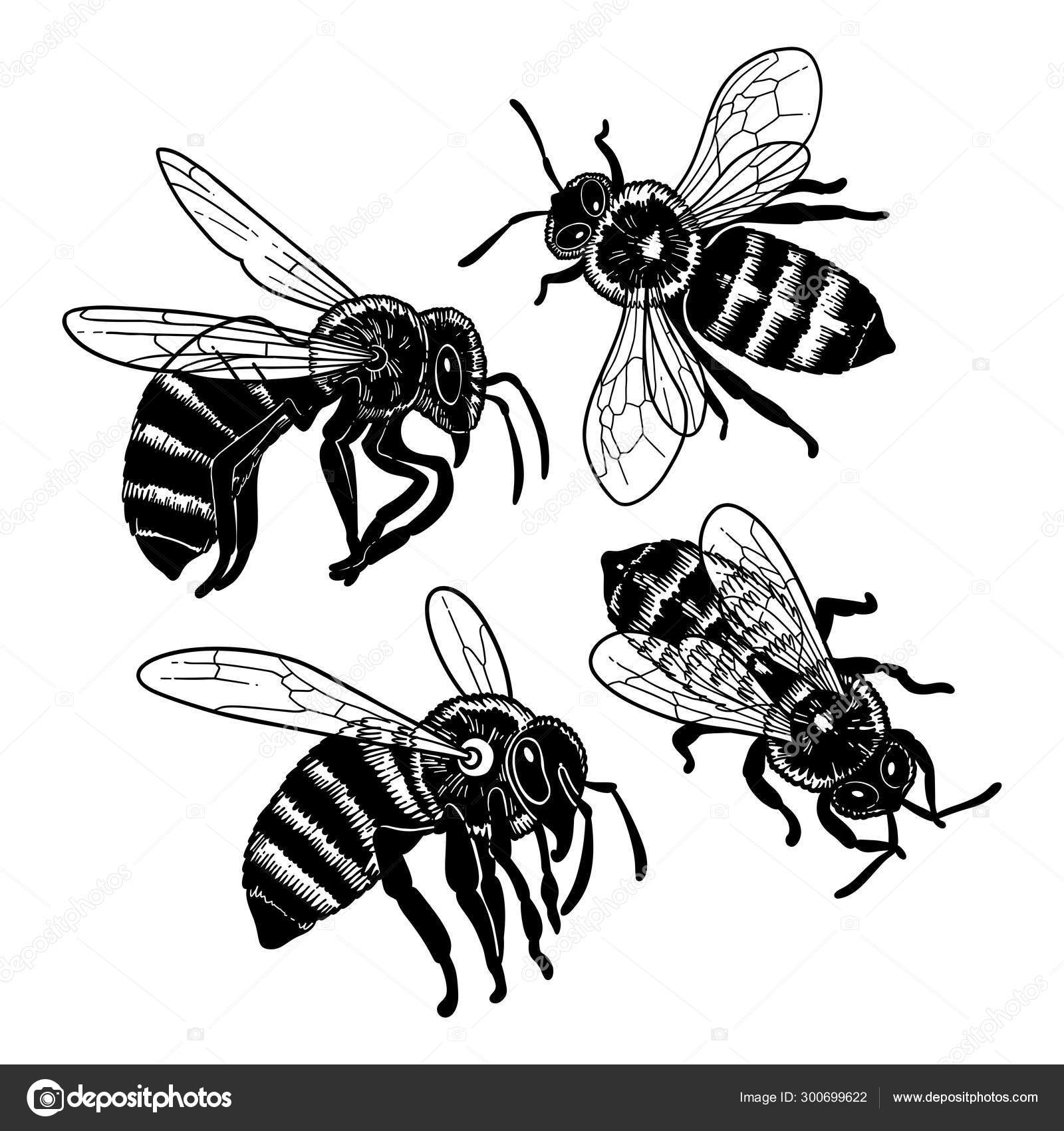 Honey Bee Black Vector Icon Stock Illustration - Download Image Now -  Beekeeper, Studio Shot, Bee - iStock