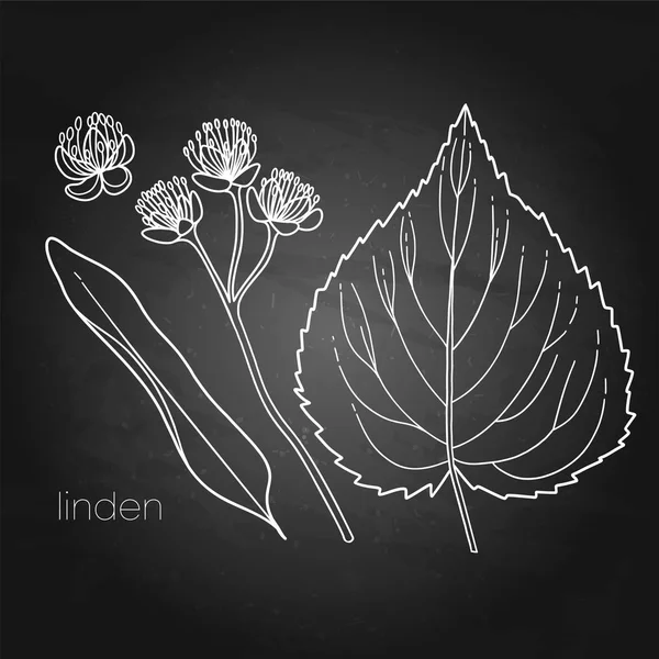 Grafische set van Linden bloemen en bladeren geïsoleerd op witte achtergrond — Stockvector