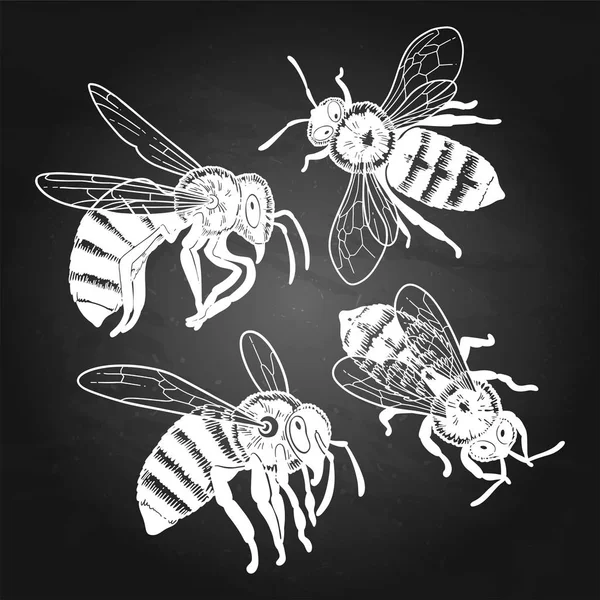 Colección de cuatro acuarelas realistas abejas de miel dibujadas — Archivo Imágenes Vectoriales