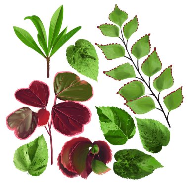 Kırmızı ve yeşil renklerde egzotik yaprakların koleksiyonu.