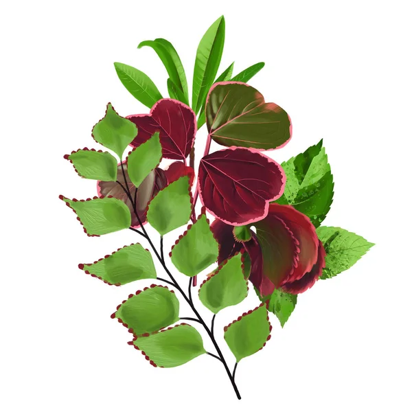 Μπουκέτο εξωτικά φύλλα σε κόκκινα και πράσινα χρώματα — Φωτογραφία Αρχείου