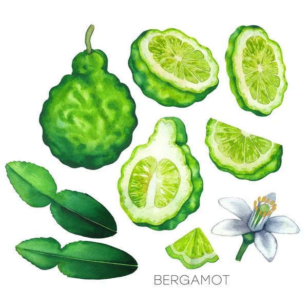 Verzameling van waterverf bergamot vruchten, bladeren en bloemen — Stockfoto