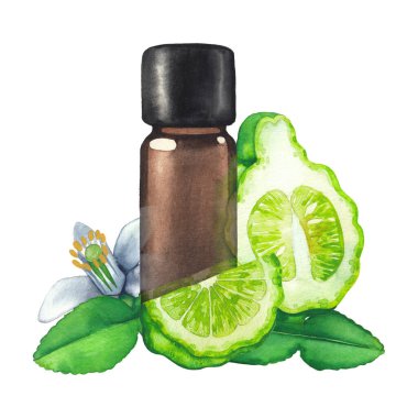 Bergamot meyveleri, yapraklar ve çiçeklerle çevrili suluboya yağ şişesi
