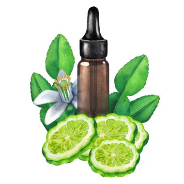 Bergamot meyveleri, yapraklar ve çiçeklerle çevrili suluboya yağ şişesi