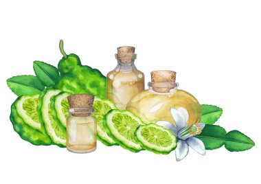 Bergamot meyveleri, yaprakları ve çiçekleriyle çevrili suluboya yağ şişeleri