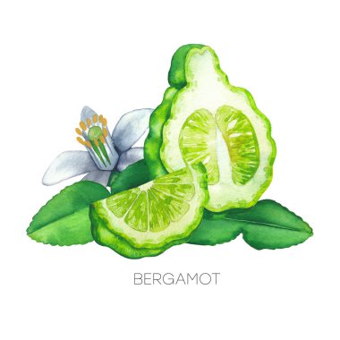 Dilimlenmiş bergamot meyveleri, yaprakları ve çiçekleri suluboya