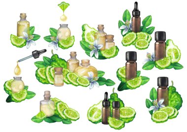 Meyve, yaprak ve çiçeklerle çevrili suluboya bergamot yağları koleksiyonu