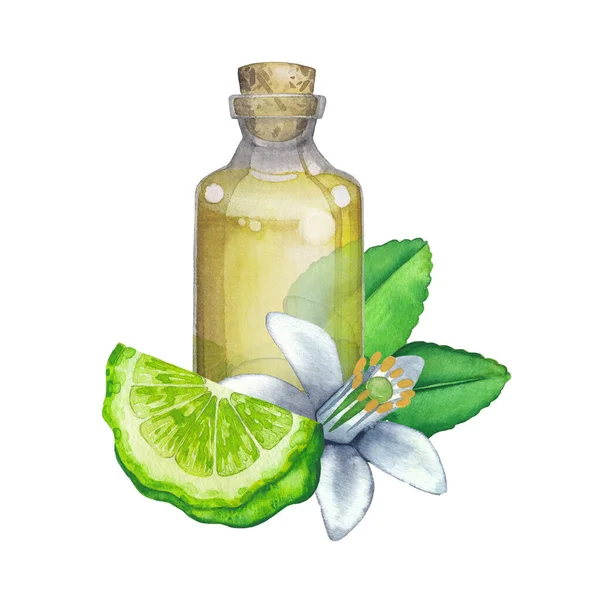 Butelka oleju akwarelowego otoczona owocami, liśćmi i kwiatami bergamotu — Zdjęcie stockowe