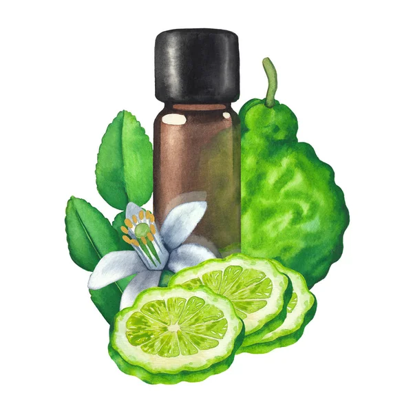 Бутылка с акварелью в окружении фруктов, листьев и цветов бергамота — стоковое фото
