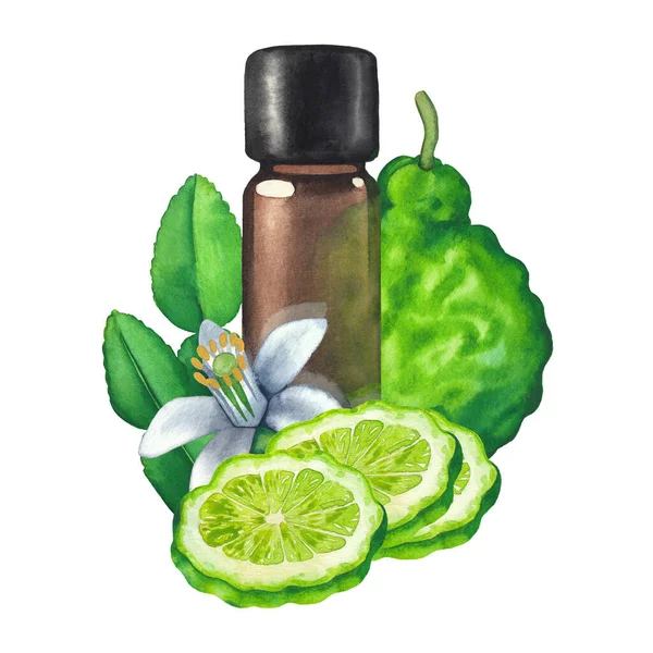 Bergamot meyveleri, yapraklar ve çiçeklerle çevrili suluboya yağ şişesi — Stok fotoğraf