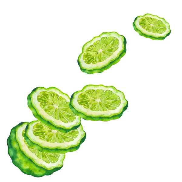 Acuarela en rodajas de frutas de bergamota. Diseño botánico pintado a mano — Foto de Stock