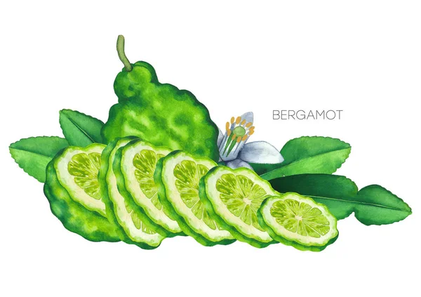 Acuarela entera y en rodajas de bergamota frutas, hojas y flores —  Fotos de Stock