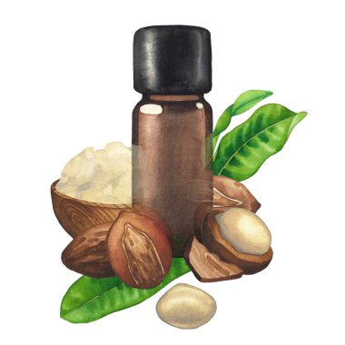 Ağaç kabında Shea bitkileri ve tereyağı ile çevrili suluboya yağ şişeleri
