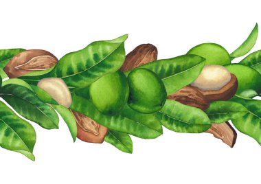 Suluboya Shea fındığı ve yaprakları. El boyası tekrarlanan kenar