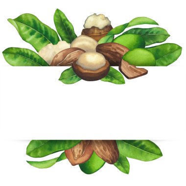 Suluboya Shea fındığı ve yaprakları. El boyaması tasarım