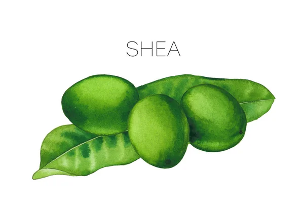 Watercolor shea nuts on the leaves isolated on white background — Stock Photo, Image