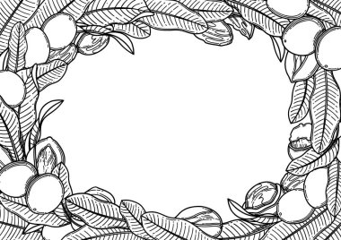 Resimli fındık ve yapraklar. Vektör tasarımı