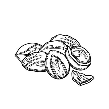 Bir sürü kuru Shea fıstığı. Vektör botanik tasarımı