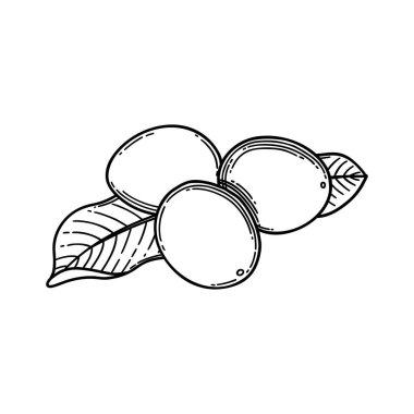 Beyaz arkaplanda izole edilmiş yapraklar üzerinde grafiksel shea fındıkları