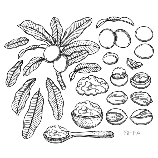 Collection of graphic shea plants. Nuts, leaves and butter inside the woodeb bowl and spoon — Stock Vector