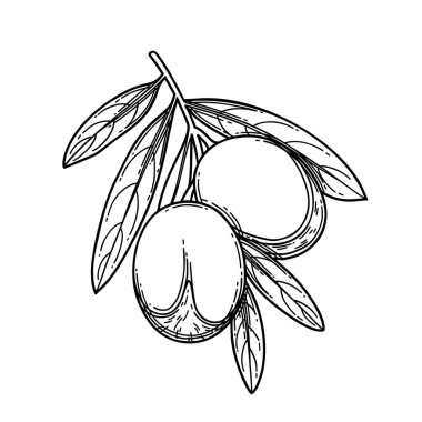 Grafik argan dalı beyaz arkaplanda izole edildi