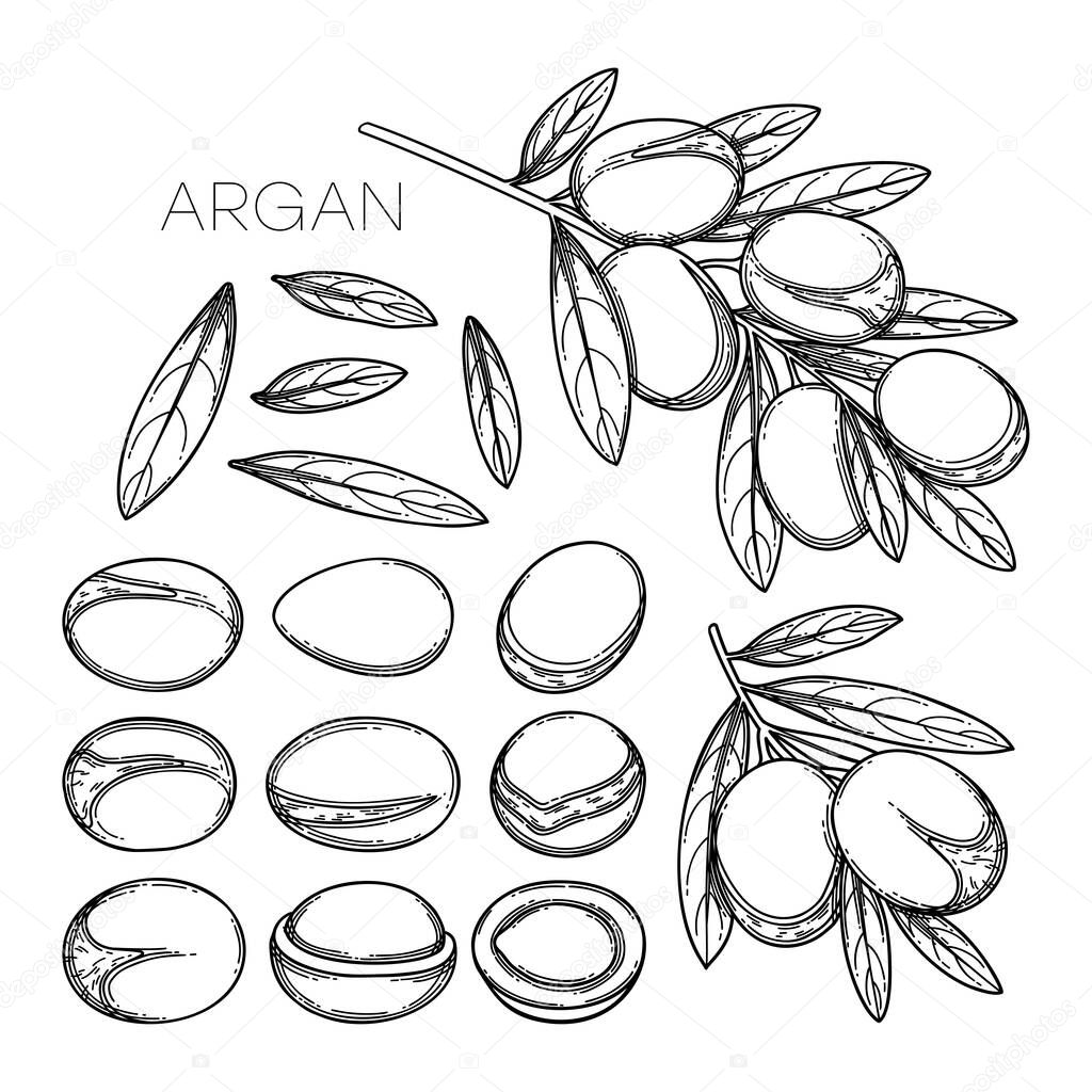 Collection of graphic argan plants isolated on white background.
