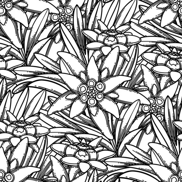 Bezešvé vzor grafické edelweiss květiny a listy. — Stockový vektor