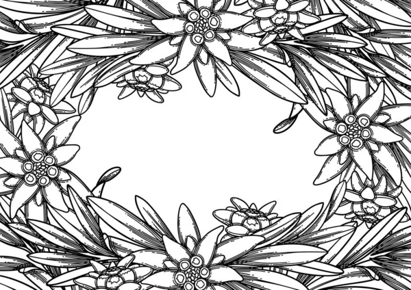 Графический эдельвейс цветов и листьев. Векторный цветочный дизайн — стоковый вектор