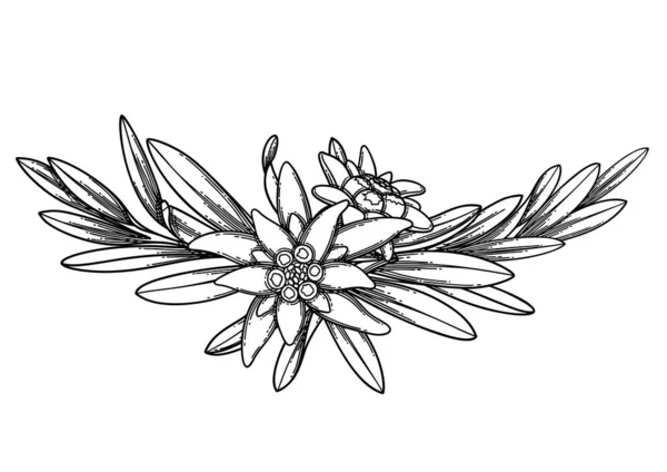 Grafisch vignet van edelweiss bloemen en bladeren. — Stockvector