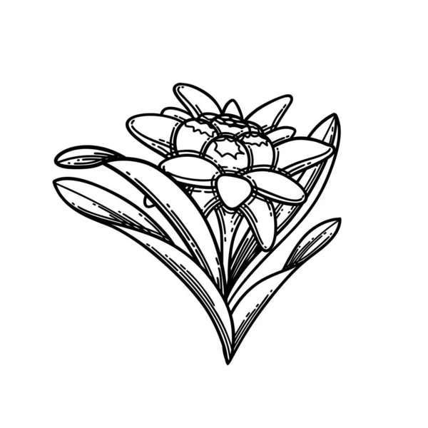 Edelweiss çiçek ve yapraklarından yapılmış grafiksel vignette. — Stok Vektör