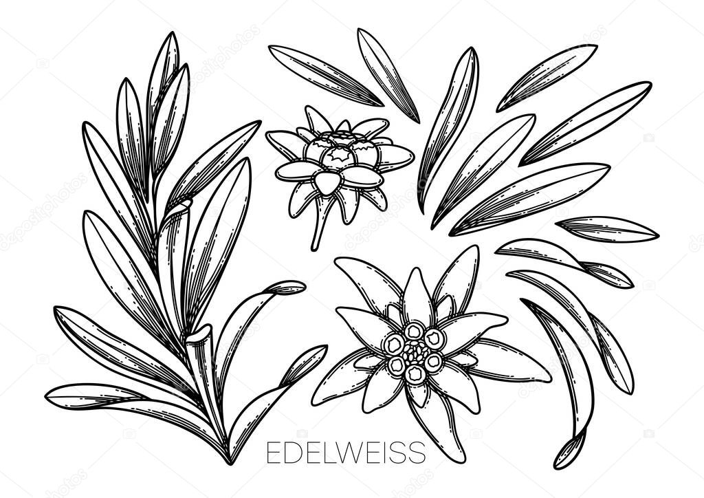 Collection of graphic edelweiss flowers and leaves.