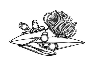 Okaliptüs çiçeği ve yapraklarından yapılmış grafiksel vignette.