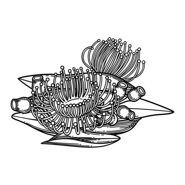 Vignetta grafica fatta di fiori e foglie di eucalipto. — Vettoriale Stock