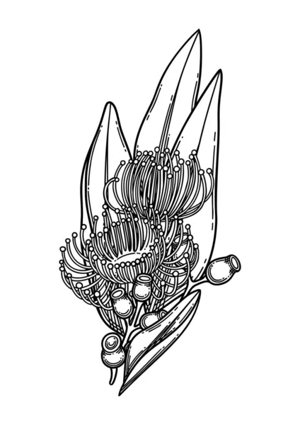 Графічний віньєтка з евкаліптових квітів і листя . — стоковий вектор