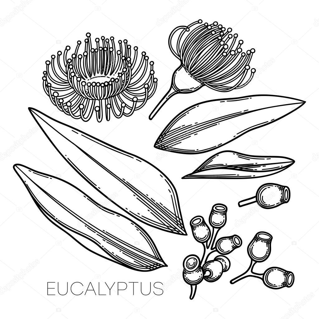 Collection of graphic eucalyptus flowers and leaves.