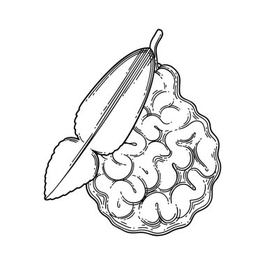 Yapraklı çizgili bergamot meyvesi. Vektör botanik tasarımı