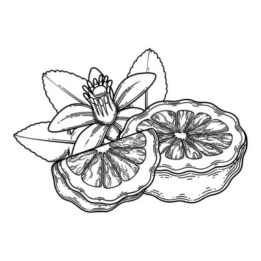 Grafik dilimlenmiş bergamot meyveleri, yaprakları ve çiçekleri