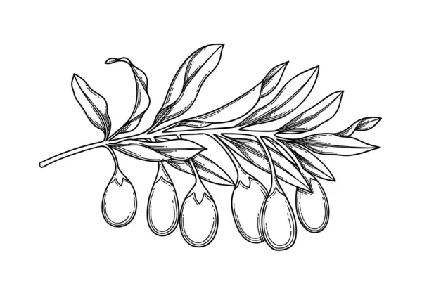 Rama gráfica con bayas y hojas de goji. Diseño floral vectorial — Vector de stock