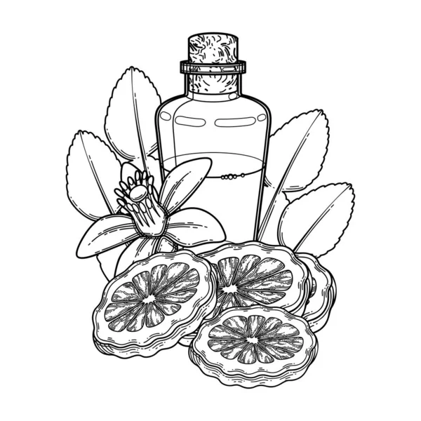 Frasco de óleo gráfico rodeado de frutos de bergamota, folhas e flores — Vetor de Stock