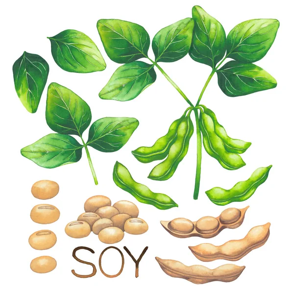 Collection of watercolor soy beans, pods and leaves — Stock Photo, Image