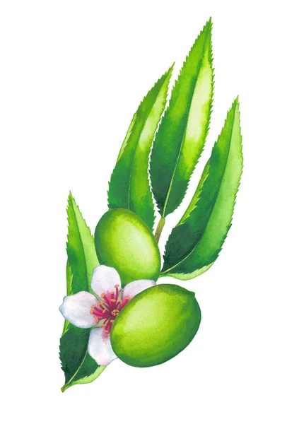 Aquarell Mandelfrüchte, Blüten und Blätter isoliert auf weißem Hintergrund — Stockfoto
