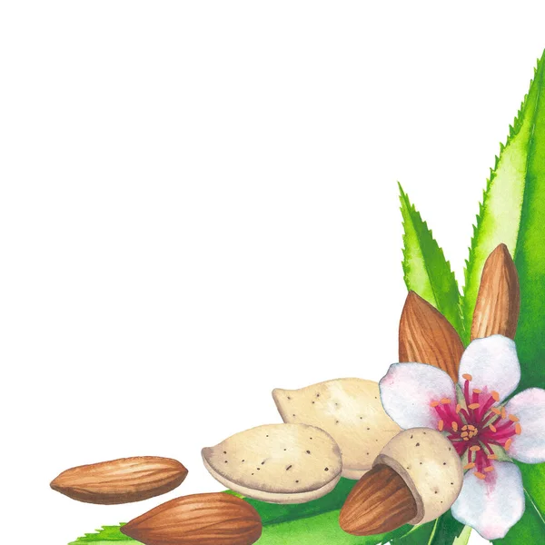 Watercolor design with almond nuts, fruits, flowers and leaves. — Stock Photo, Image