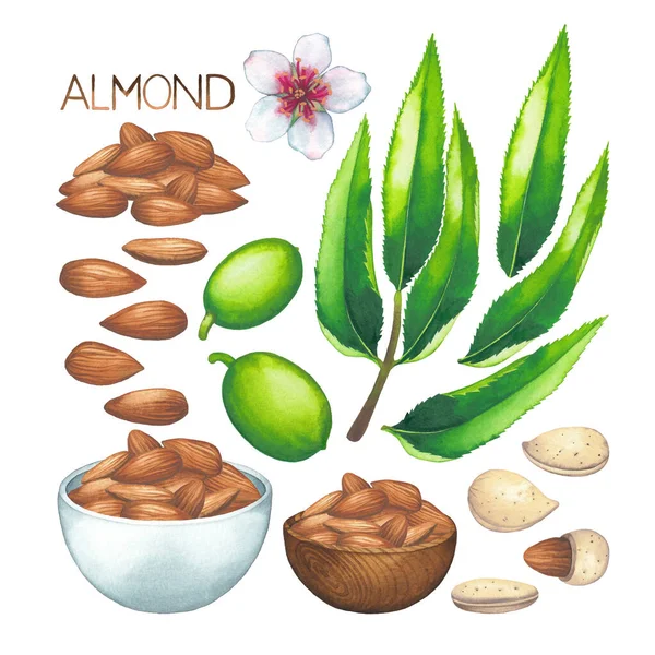 Watercolor collection of almond nuts, fruits leaves, flowers and bowls. — Stock Photo, Image