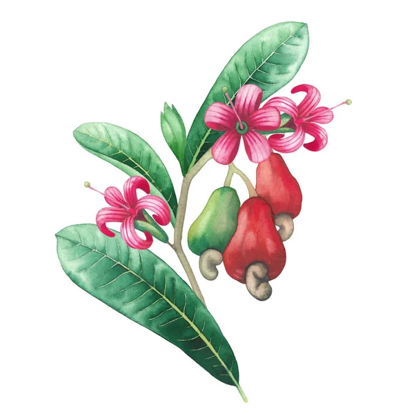Aquarell-Cashewzweig mit Blättern, Blüten und Nüssen. — Stockfoto