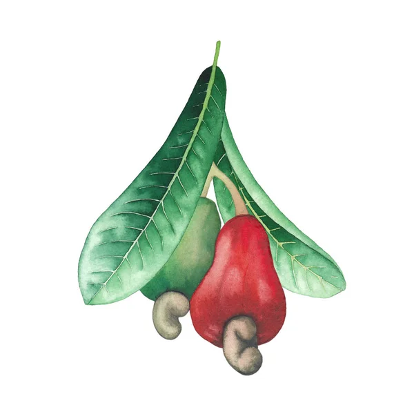 Aquarell-Cashewzweig mit Blättern und Nüssen. — Stockfoto