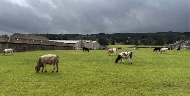 İnekler dramatik ve bulutlu bir gökyüzü altında yemyeşil bir çayırda huzur içinde otlarlar. Kırsal bir ahır ve uzak tepeler sakin bir kırsal zemin oluşturur. Huzurlu kırsal yaşam, Ben Rhydding, Ilkley, İngiltere