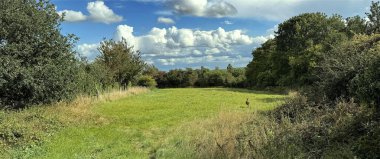 Tüylü bulutlarla dolu mavi bir gökyüzünün altında bir geyiğin huzur içinde otladığı yemyeşil bir çayır. Yakındaki sık ağaçlar ve çalılar Northowram, Yorkshire, İngiltere 'nin sakin atmosferini güçlendirir..