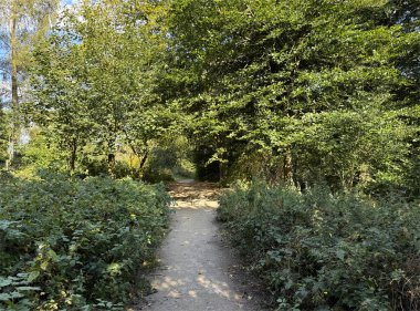 Ağaçların arasından süzülen güneş ışığıyla lekelenmiş gür bir ormanın içinden geçen sakin bir patika. Sahne, İngiltere 'nin St. Ives, Bingley kentindeki yeşillikler arasında barışçıl bir yürüyüşe davet ediyor.