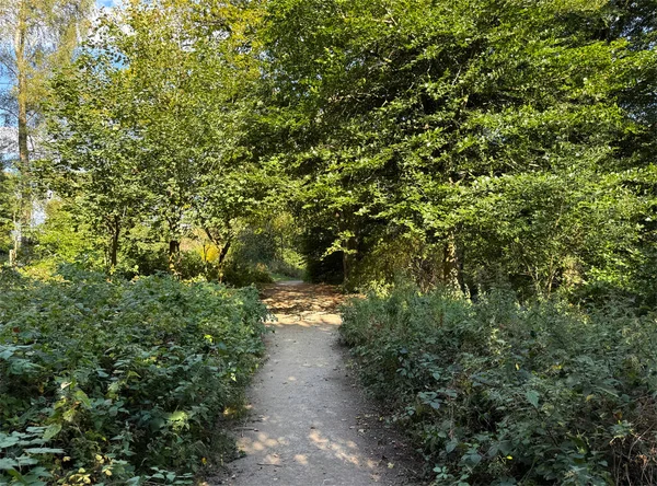 Ağaçların arasından süzülen güneş ışığıyla lekelenmiş gür bir ormanın içinden geçen sakin bir patika. Sahne, İngiltere 'nin St. Ives, Bingley kentindeki yeşillikler arasında barışçıl bir yürüyüşe davet ediyor.